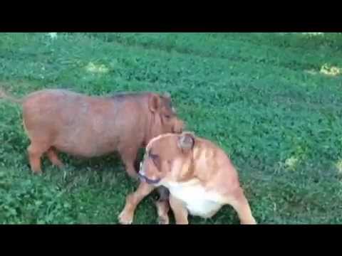 Bulldog and Pig are Best Friends: Meet Dozer and Rudy hindenburg