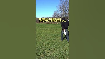 Coaching your pup to pick up bumpers