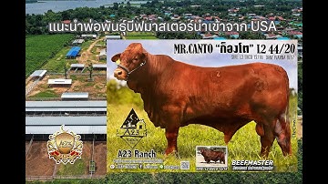 ชม Mr.CANTO ก็องโต สุดยอดพ่อพันธุ์บีฟมาสเตอร์ นำเข้าจาก USA  [A23 Ranch อ.ดอนจาน จ.กาฬสินธุ์]