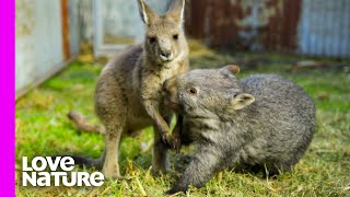 Baby Wombat and Kangaroo are BFFs! | Oddest Animal Friendships | Love Nature