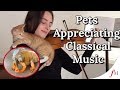 Pets Appreciating Classical Music In Quarantine | Classic FM