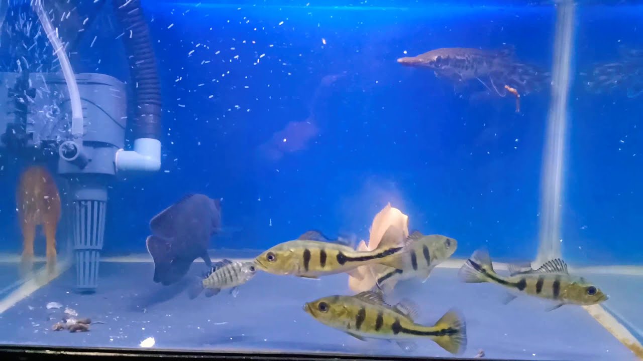 IKAN PEACOCK BASS, OSCAR, ALIGATOR // AQUARIUM