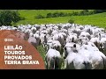 TERRA PECUÁRIA - LEILÃO TOUROS PROVADOS TERRA BRAVA