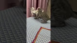 Cat love ❤️ #catshorts #catvideos #catholic #catlife #kidde #play #animalshorts #kitten