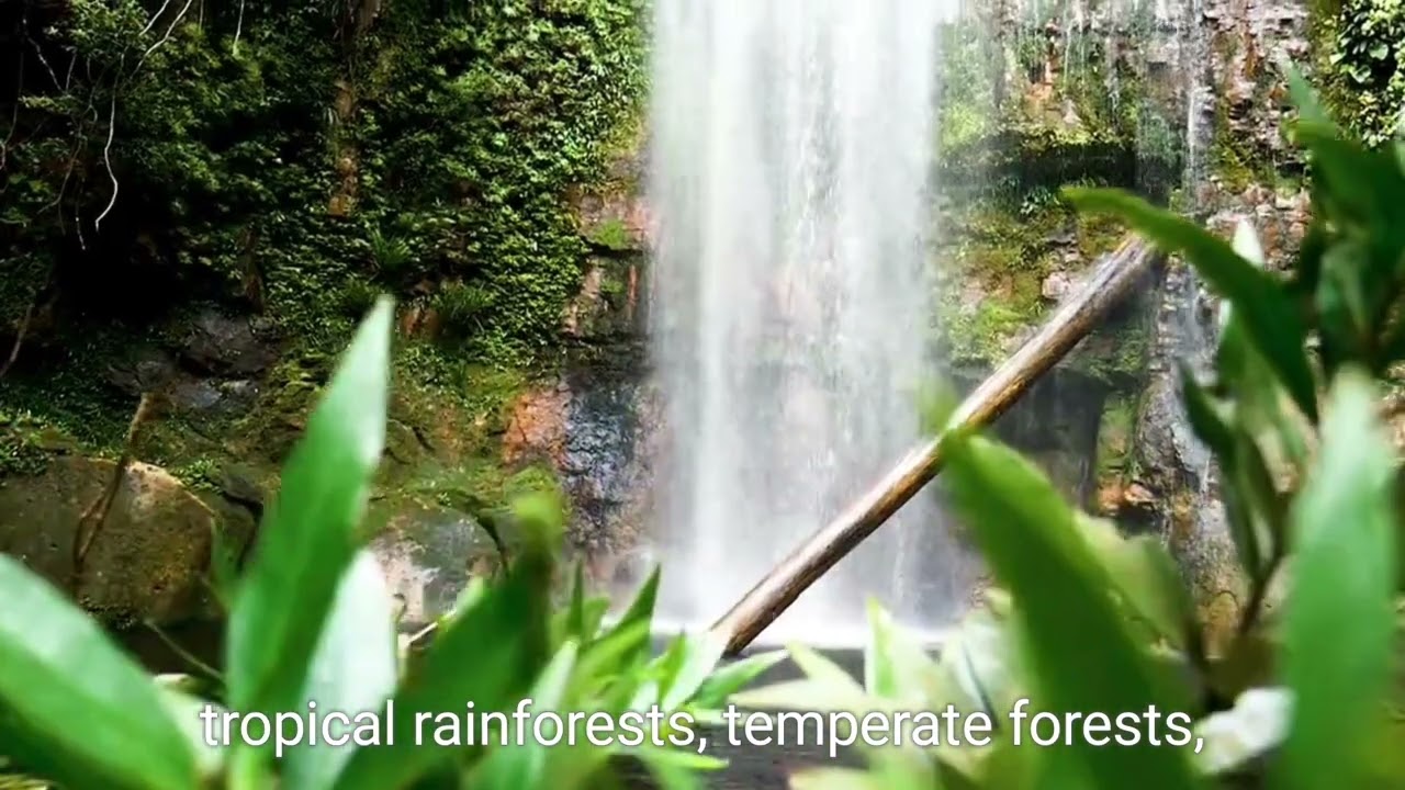 Types of forests in the world 