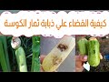 ذبابة ثمار القرعيات في الكوسة الأعراض والعلاج حصريا علي قناة الزواوي الزراعية