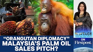 Malaysia's "Orangutan Diplomacy": Latest Plan to Sell Palm Oil? | Vantage with Palki Sharma screenshot 3