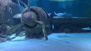 Oceanic Treasures Introduction Video