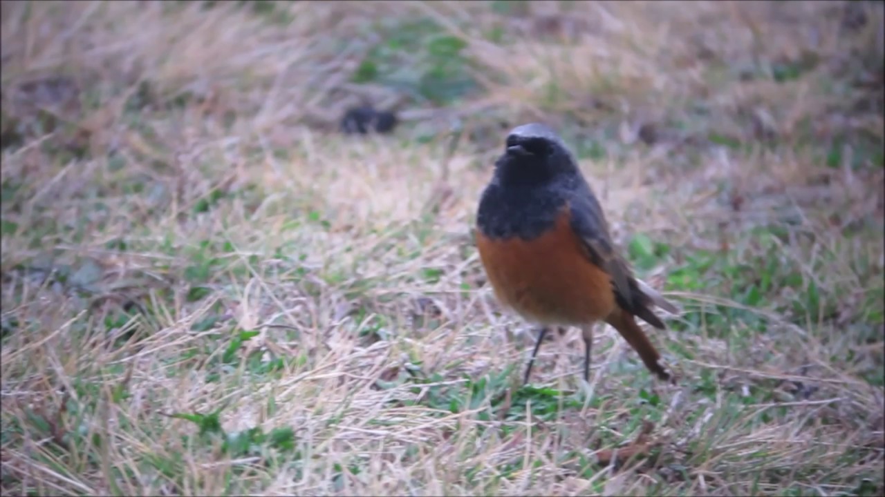 camera iphone 8 plus apk Eastern Black Redstart, Hartlepool 2016