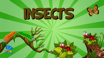 Do insects have 4 stage life cycles?