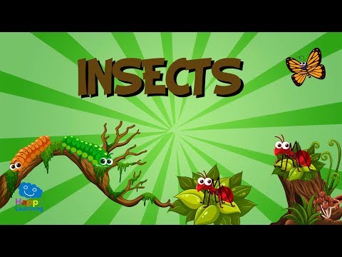 וִידֵאוֹ: איך חרקים מגנים על הצעירים שלהם: למד על הגנה מפני חרקים לצאצאים