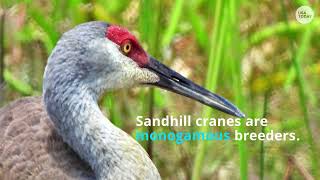 Florida birds: Sandhill cranes, the signal of springtime, are protected