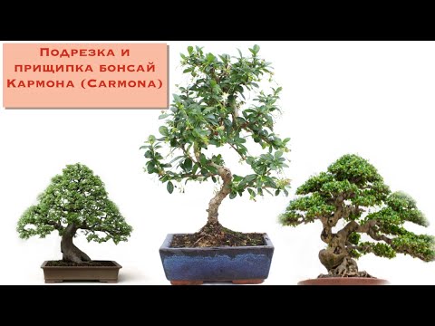 Подрезка и прищипка бонсай кармона. The pinching  and pruning of Carmona bonsai