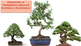 Бонсай кармона подрезка и прищипка . The pinching and pruning of Carmona bonsai