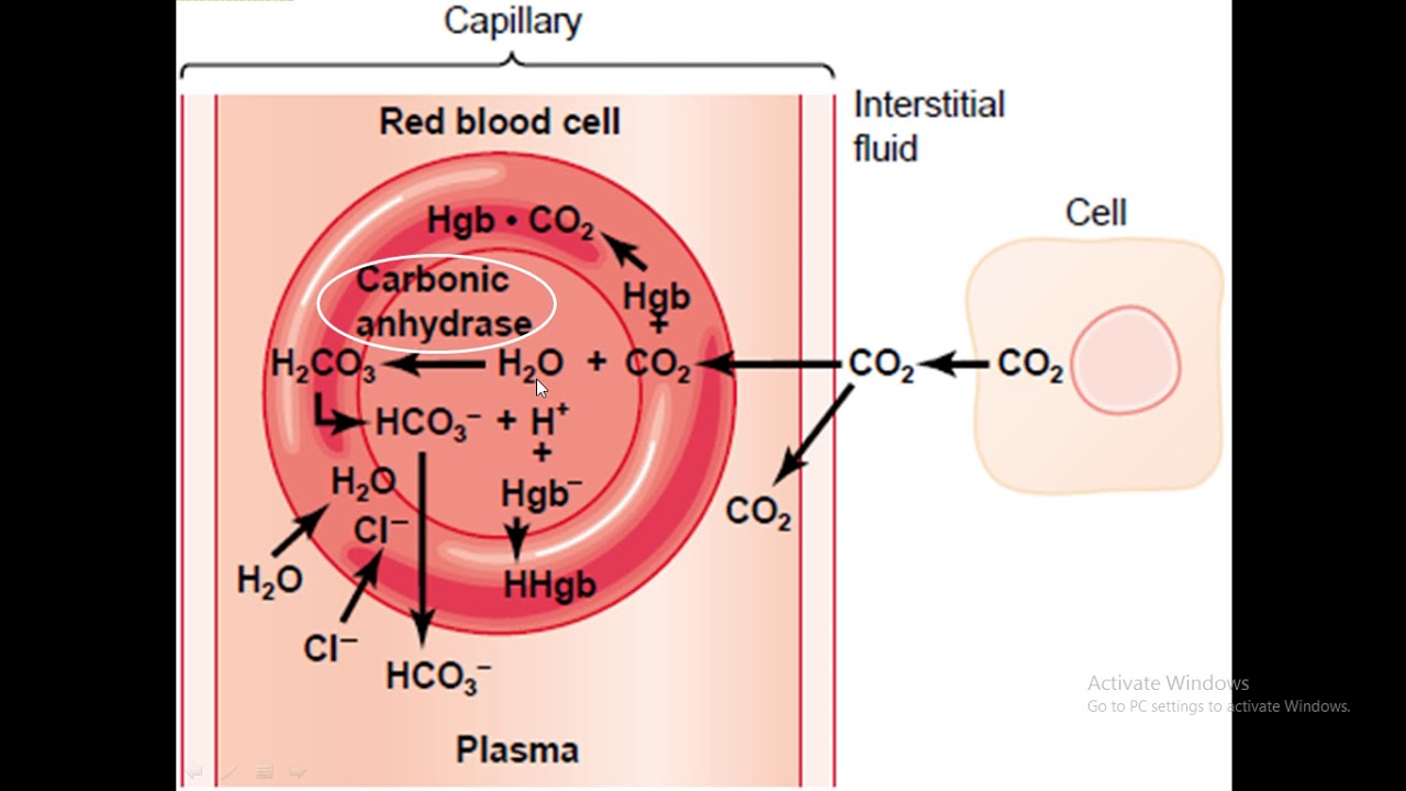 Carbon oxygen carbon dioxide