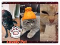 ♥️ Funniest Animal Cute Dog 🐶 Cute Cat🐱  Koala🐨 compilation #10--2020 May