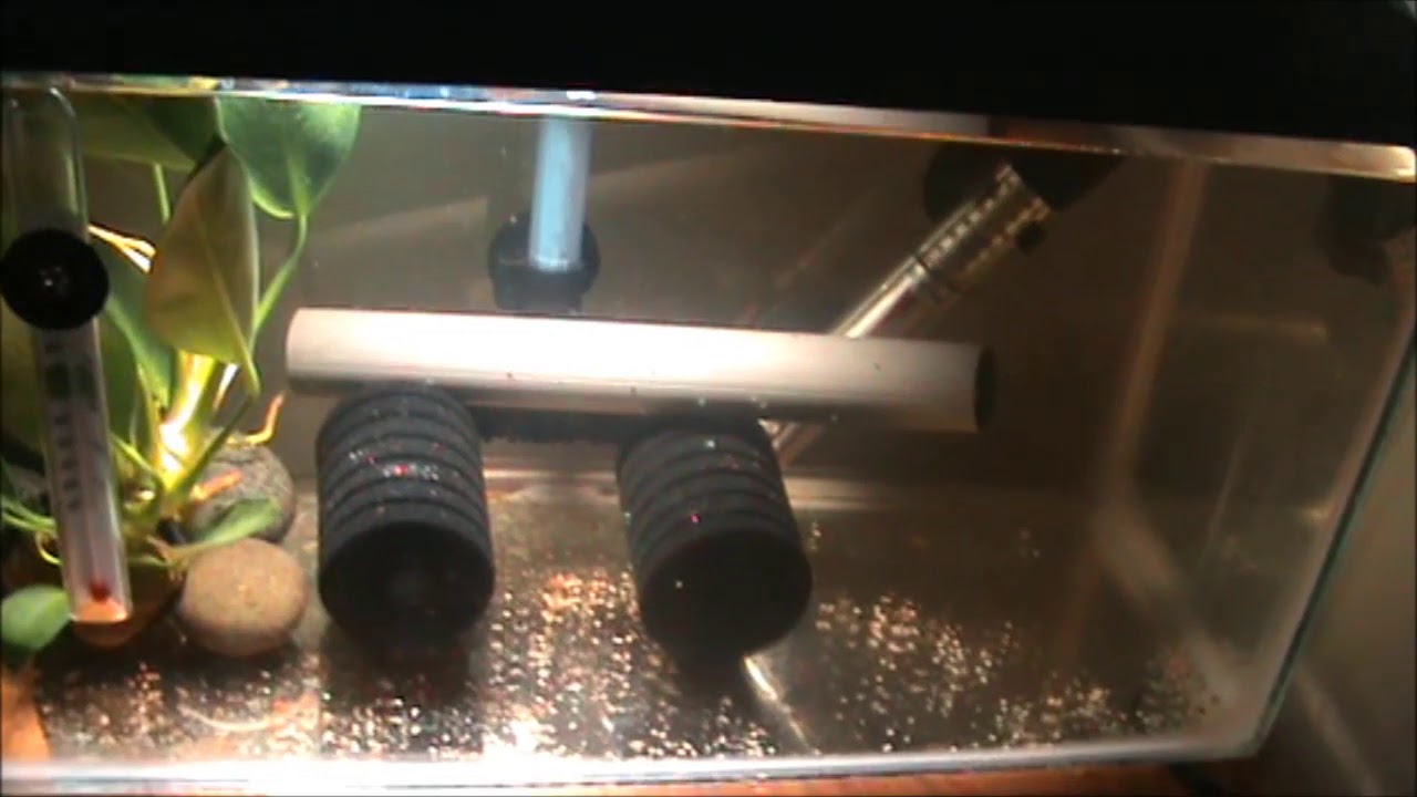 hatching angel fish eggs