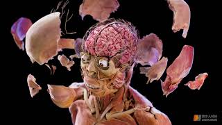 Celebrity The data of HD Digihuman Anatomy Table Wealth
