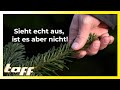 Nachhaltige Weihnachtsbäume, wir schauen sie genauer an! | taff | ProSieben