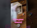 🐱СКЛАДНАЯ АНГОРСКАЯ КОШКА! Жанна Фетисова