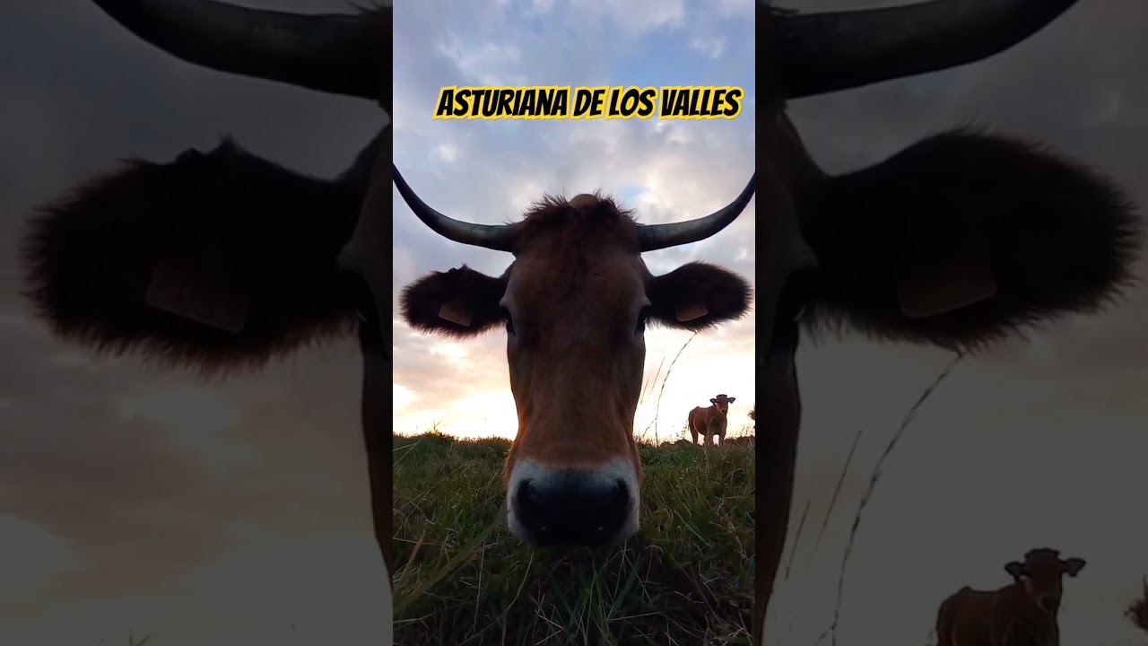 Asturiana de los valles #asturias #asturias #villaviciosa #cow #vaca #sunset #pets #turismoasturias