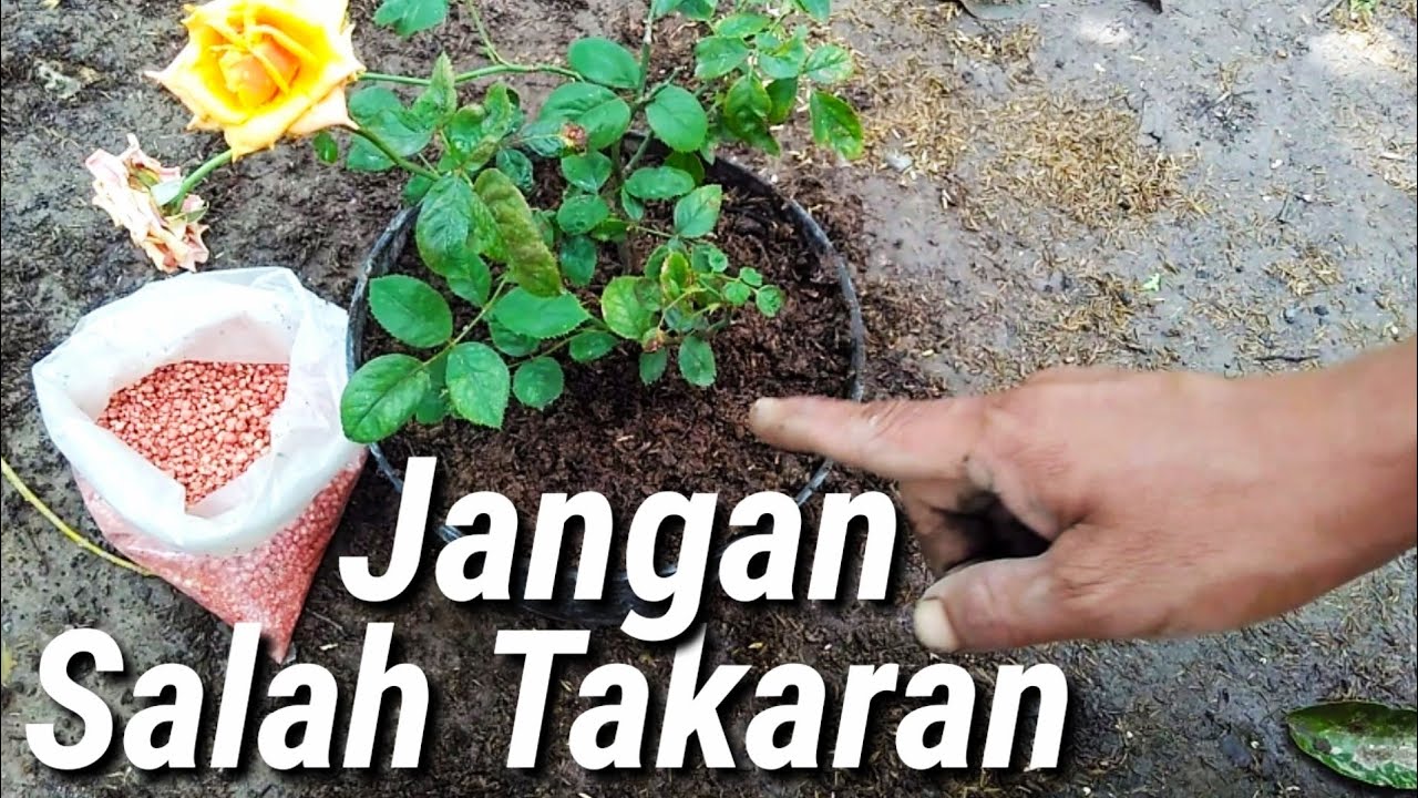 Cara Pemupukan Bunga  Mawar Agar  Cepat  Berbunga  YouTube