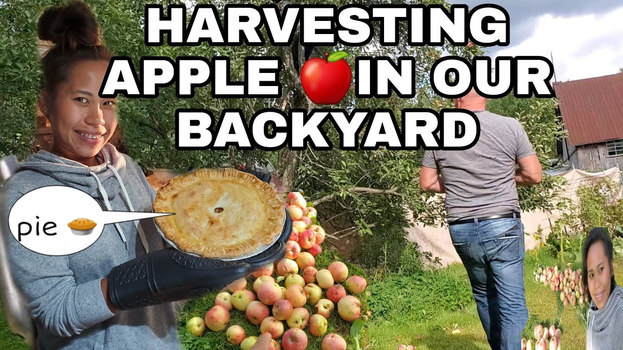 HARVESTING APPLE 🍎 IN OUR BACKYARD  ..FILIPINA &CANADIAN COUPLE 💑)!! farm vlog 🚜..