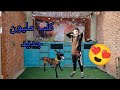 عاصم اشترى كلبه مالينو جديده
