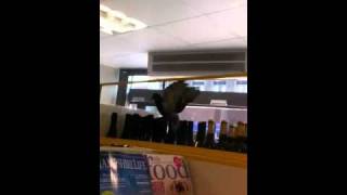 Pigeon doesnt realise there are windows!