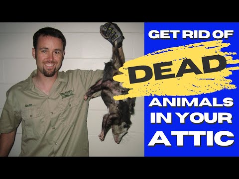 Video: How To Get Rid Of An Animal Carcass