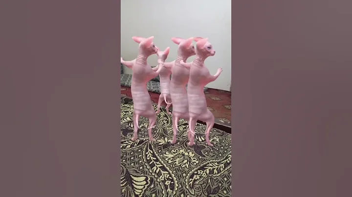 dancing sphynx cat #viral #youtubeshorts #hairlesscats #sphynxcats #sphynxdance