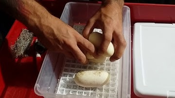 Our First Ball Python Clutch!!