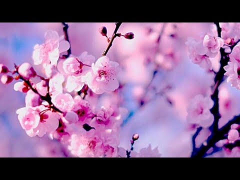 Video: Mengapa Sakura Adalah Simbol Jepun