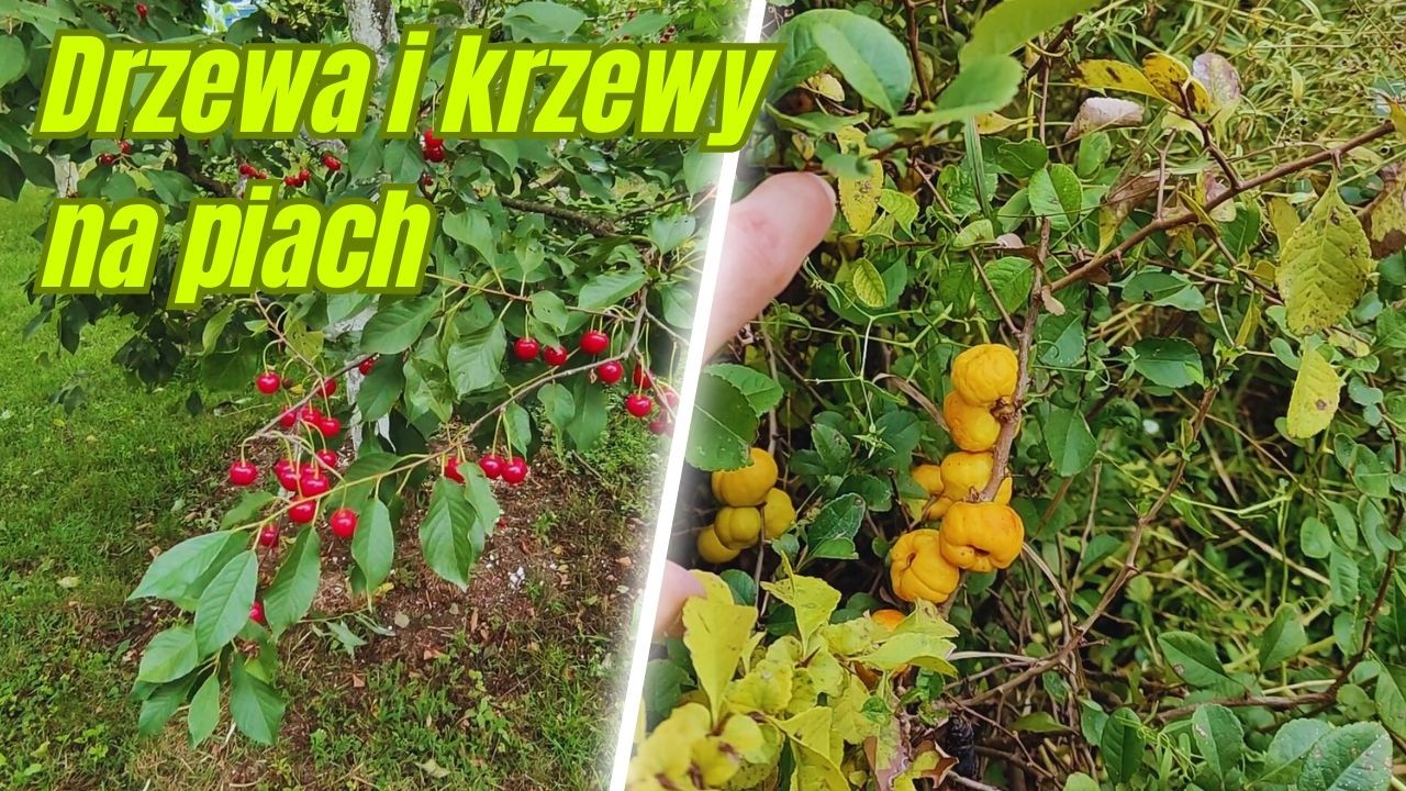 Sad na piaszczystej glebie – najlepsze gatunki drzew i krzewów owocowych na piach