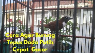 PERAWATAN BURUNG TEPUS DADA PUTIH AGAR CEPAT GACOR DAN STAMINA KUAT