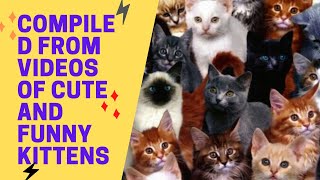 compiled from videos of cute and funny kittens by Cute funny Cats 3 views 3 years ago 9 minutes, 22 seconds