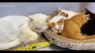 Flea Eradication: Ensuring a Peaceful and Flea-Free Slumber for Your Cat |  Lisa the Cat by Lisa the Cat 324 views 1 month ago 9 minutes