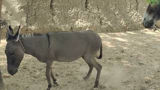 My New Pairs In Dkb Farm 2 Oct 2023