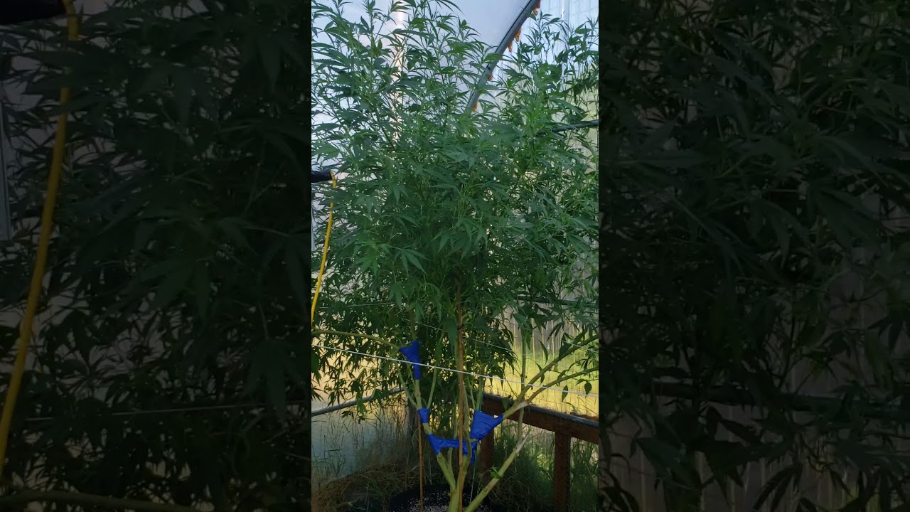 Han solo burger , medical Marijuana strain