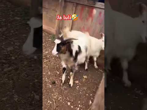 Ja Ku Eshte Luli Edirama Lulezimbasha Qeshmelot Fshati Qeshmelot 