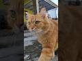 Kucing Lucu Millo Si Paling Suara kucing