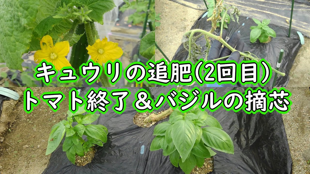 キュウリの追肥 2回目 トマト終了 バジルの摘芯 Youtube