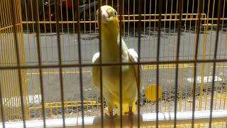 Masteran burung falk/coctatiel/parkit australia paud