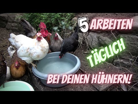 Hühner Tipp 19