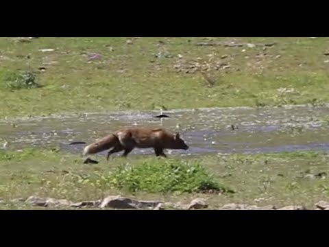 Red Fox Catches Two Carp in Three Minutes