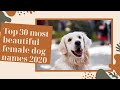 TOP 30 Most Beautiful & Most Popular Female Dog Names 2020 (with meaning & origin)