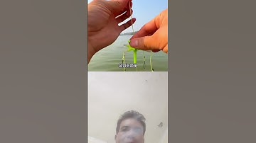 Câu cá mè bằng mồi gạch #cauca