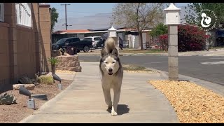 Abandoned Siberian Husky Found Wandering Desert Neighborhood