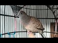 Suara Mustika Burung Perkutut Gacor Gayer Mp3 - Mp4 Download