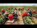 Harvesting Strawberries 🍓 at the World's Largest Farm | From Seedling to Ripe Berries IFull Process
